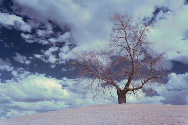Bulutlu gökyüzü arka planında kurumuş yalnız bir ağacın manzarası