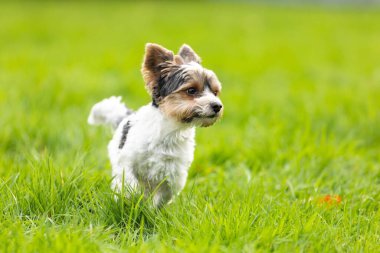 Bir Yorkshire Terrier köpeği otlakta koşuyor ve arıyor.
