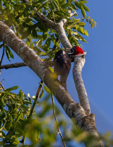 Gran Pájaro Carpintero Una Rama Árbol — Foto de Stock