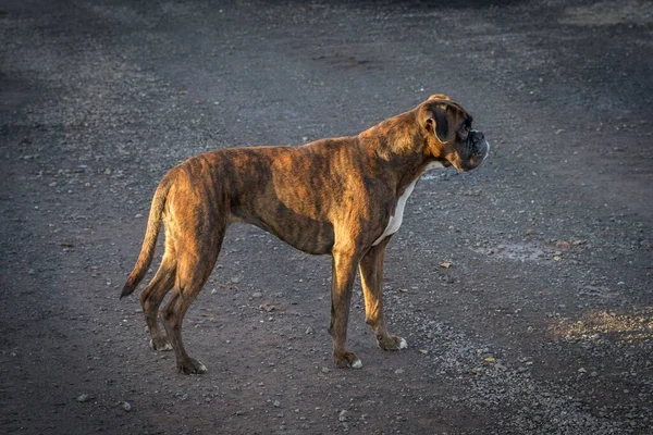 外に立つ愛らしいボクサー犬 — ストック写真