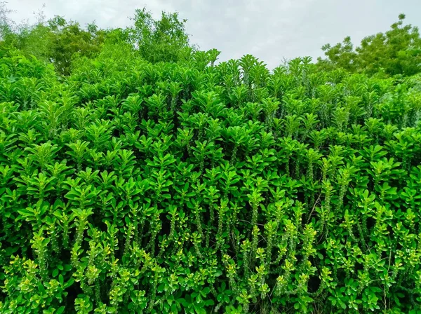 Tiro Perto Plantas Medicinais Ayurvédicas Indianas Thor Plant Foto — Fotografia de Stock