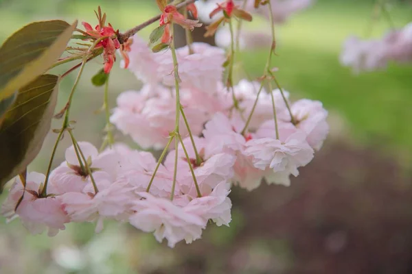 Весной Цветок Весны Сакура — стоковое фото