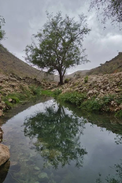 Ένα Μοναχικό Δέντρο Και Ουρανός Αντανακλά Ένα Ήρεμο Νερό — Φωτογραφία Αρχείου