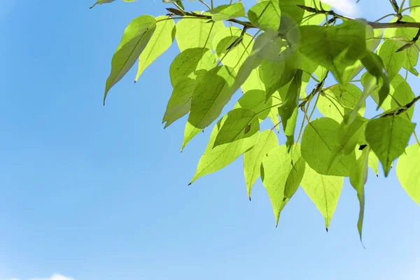 Een Selectief Van Groene Bladeren Een Tak Tegen Blauwe Lucht — Stockfoto