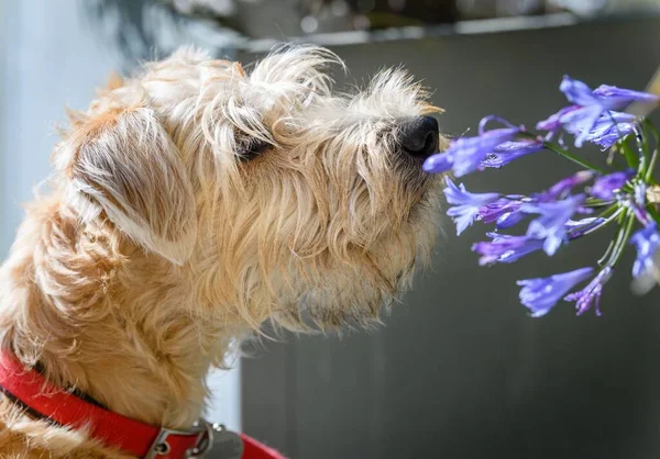 A closeup of adorable Soft-coated Wheaten Terrier sniffing at Lily of the Nile flowers