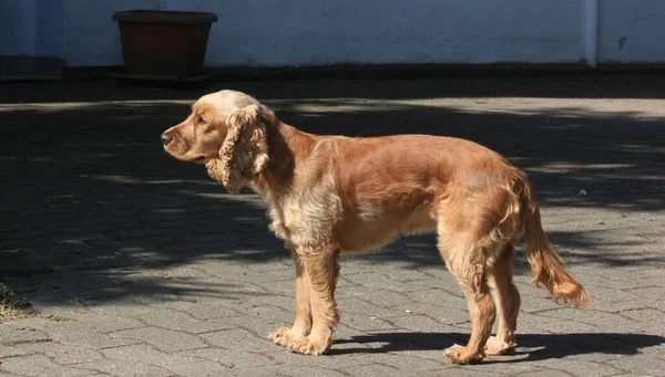 Belo Cachorro Marrom Fofo Uma Calçada Ensolarada — Fotografia de Stock