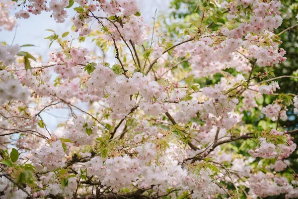Весной Цветок Весны Сакура — стоковое фото