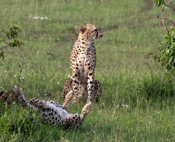 Gros Plan Deux Guépards Acinonyx Jubatus Sur Herbe — Photo