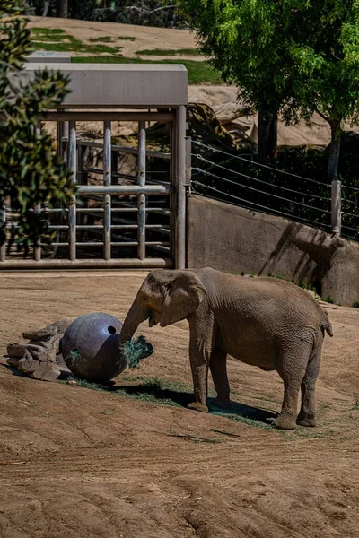 Pionowe Ujęcie Słonia Jedzącego Trawę Zoo Słoneczny Dzień — Zdjęcie stockowe