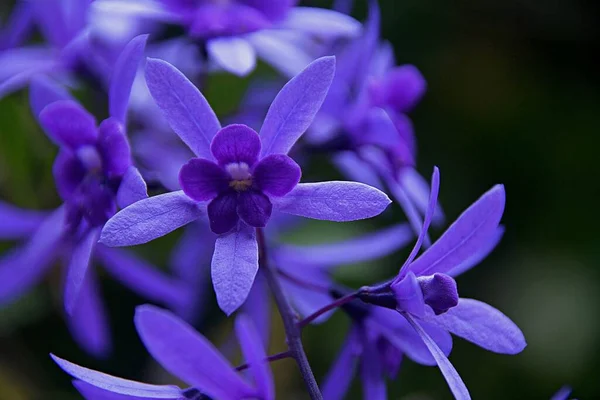 Petrea Volubilis Çiçeğinin Yakın Çekimi — Stok fotoğraf