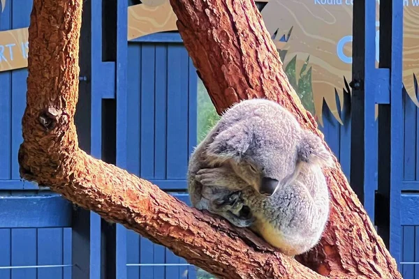 Koala Grigio Albero — Foto Stock