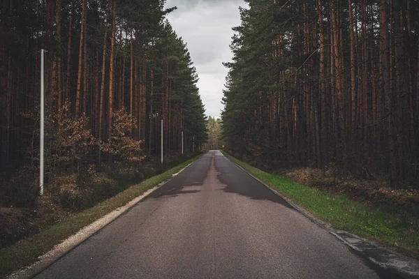 Długa Droga Przez Deszczowy Las Sosnowy — Zdjęcie stockowe