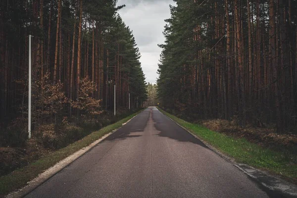 Une Longue Route Travers Une Pinède Pluvieuse — Photo