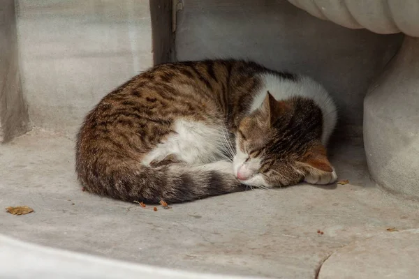 Lindo Gato Marrón Durmiendo Junto Pared —  Fotos de Stock