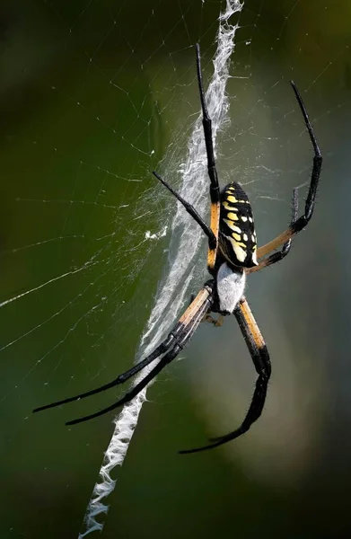 Makro Záběr Černožlutého Argiopského Pavouka Pavučině Svislé Poloze — Stock fotografie