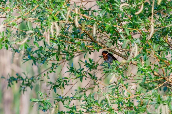 Mały Ptak Usiadł Drzewie Między Liśćmi — Zdjęcie stockowe
