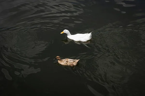 昼間は湖でオスとメスのアヒルが一緒に泳いでいます — ストック写真