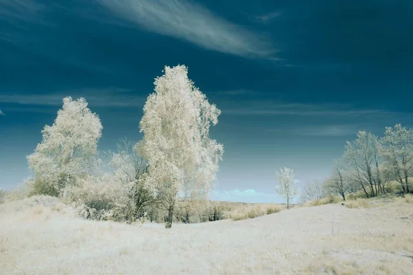 清晨一片雪白的草地上美丽的风景 — 图库照片