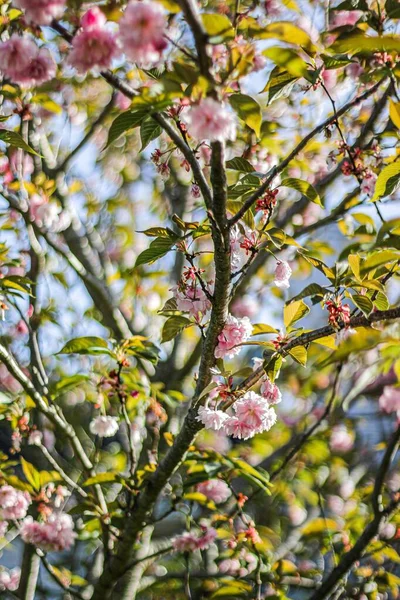 Algumas Belas Flores Cor Rosa Uma Árvore — Fotografia de Stock