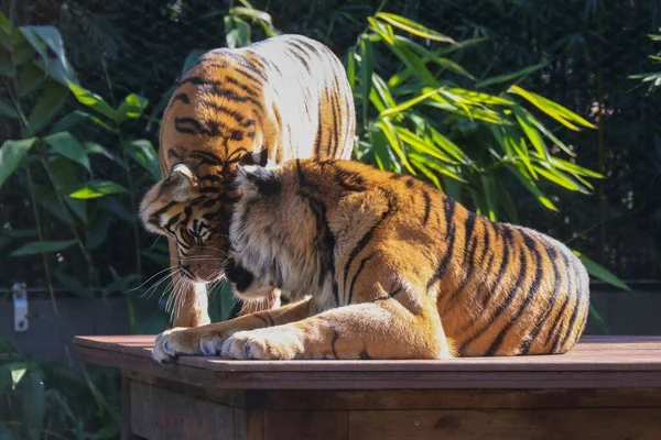 Крупный План Двух Очаровательных Бенгальских Тигров Panthera Tigris Tigris Держащих — стоковое фото