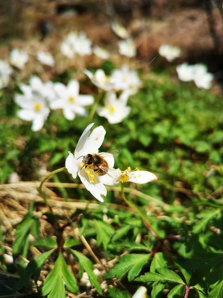 Eine Flache Aufnahme Einer Westlichen Honigbiene Auf Anemonenblumen Garten — Stockfoto