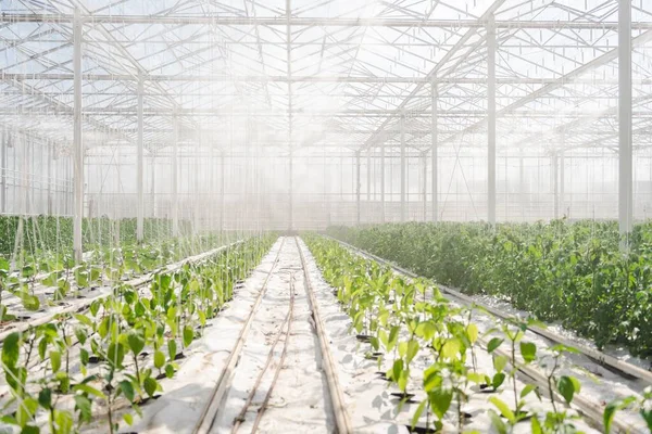 Beautiful Greenhouse Different Plants — Stock Photo, Image