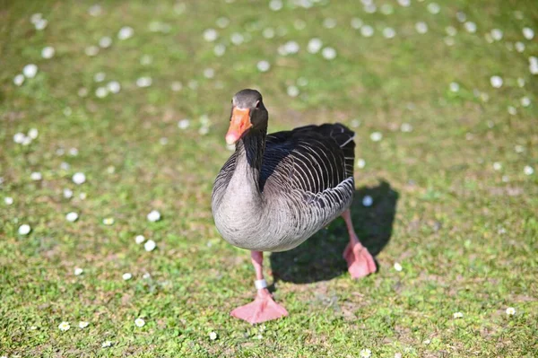 Selektiver Fokus Einer Graugans Auf Einem Feld Einem Sonnigen Tag — Stockfoto