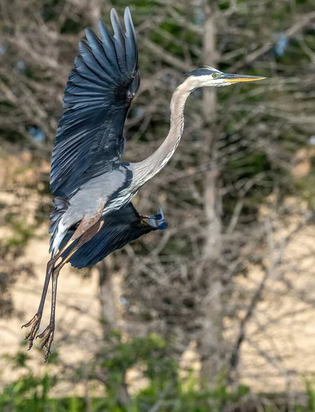 Plan Vertical Grand Aigrette Vol Floride États Unis — Photo