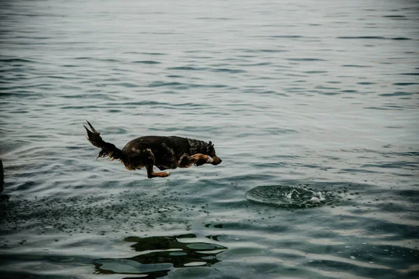 Ένα Αξιολάτρευτο Βρεγμένο Σκυλί Πηδάει Πάνω Από Μια Γαλάζια Λίμνη — Φωτογραφία Αρχείου