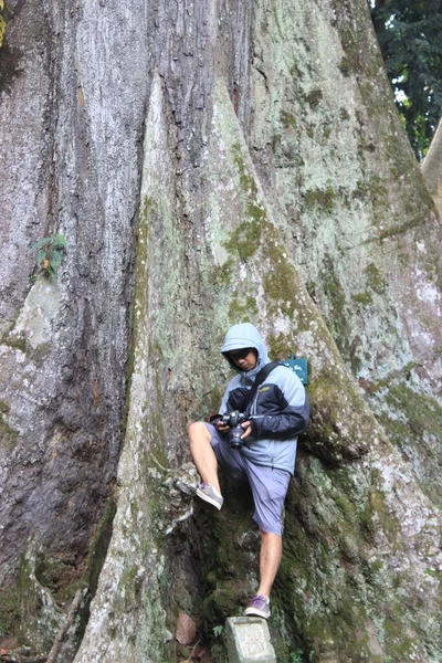 一个人站在一棵高树的底部的一张垂直的照片 — 图库照片