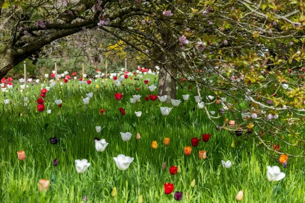 Красивый Снимок Красочных Тюльпанов Цветущей Магнолией Солнечный День Садах Кью — стоковое фото