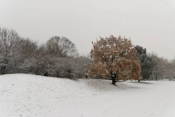 Güzel Bir Kar Manzarası Kaplanmış Tarlalar Ağaçlar — Stok fotoğraf