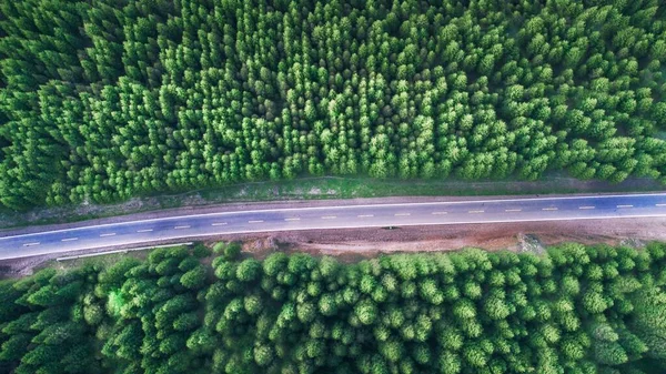 Uma Visão Olho Pássaro Uma Estrada Uma Floresta Abeto Densa — Fotografia de Stock