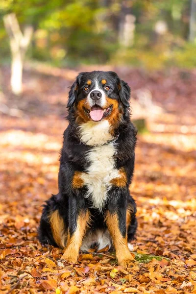 Tiro Vertical Cão Montanha Bernese Doce Sentado Parque Outono — Fotografia de Stock