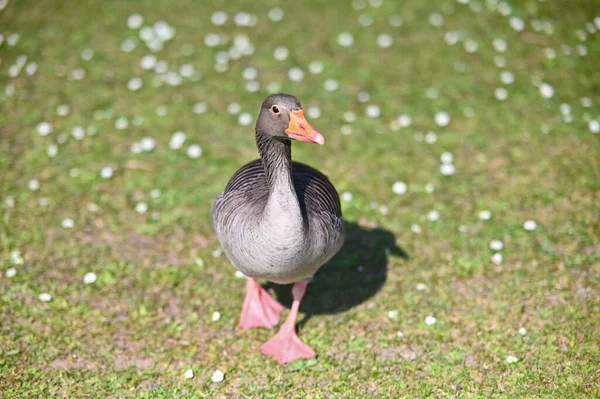 Μια Επιλεκτική Εστίαση Μιας Χήνας Greylag Ένα Χωράφι Μια Ηλιόλουστη — Φωτογραφία Αρχείου