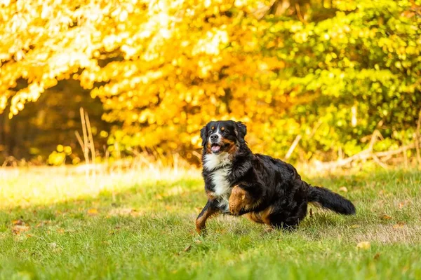 Ένα Γλυκό Σκυλί Του Βουνού Bernese Τρέχει Ένα Πάρκο Φθινόπωρο — Φωτογραφία Αρχείου