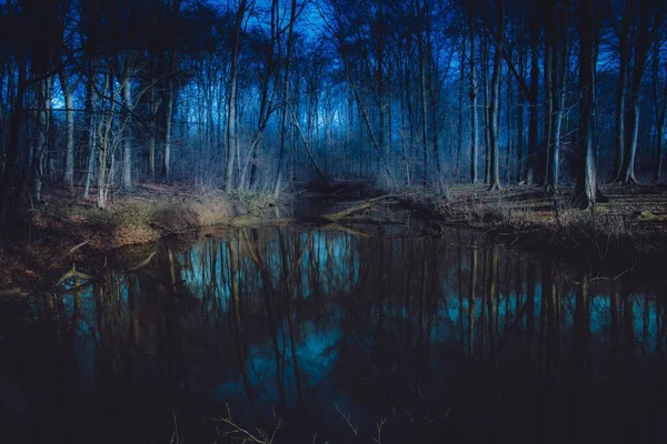 Egy Erdőben Tükörképpel — Stock Fotó