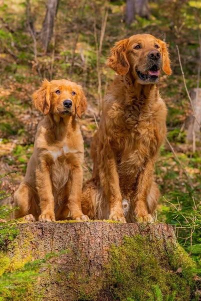 Вертикальный Снимок Золотых Собак Ретриверов Стоящих Покрытой Мхом Скале Горной — стоковое фото