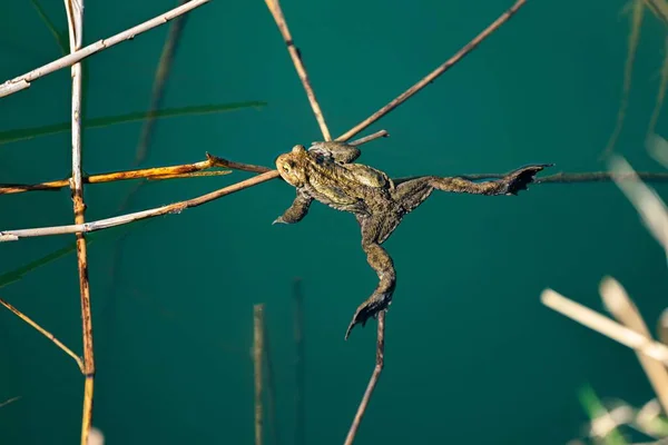 緑の湖で面白いカエルの水泳の高角度ショット — ストック写真