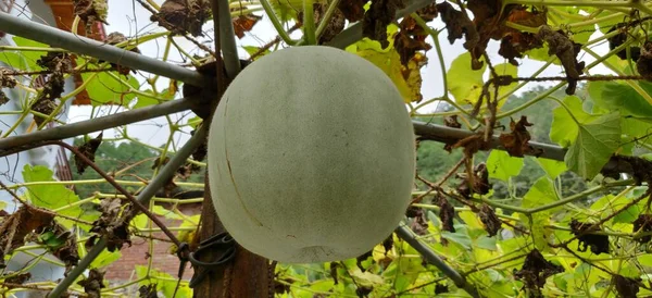 Japanese Green Melons Cantaloupe Plants Growing Organic Farm Watermelon Tree — Fotografia de Stock