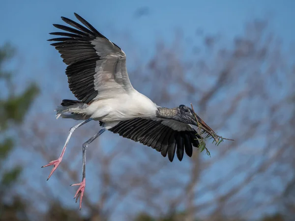 Gros Plan Une Cigogne Des Bois Mycteria Americana Volant Vers — Photo