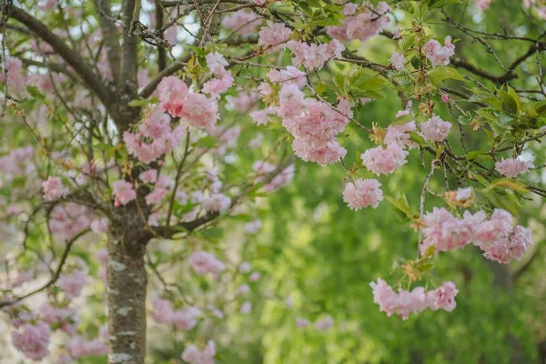 Baharda Kiraz Çiçeği Sakura — Stok fotoğraf