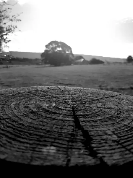 Primer Plano Tronco Árbol Con Textura Circular Fondo Campo Vertical — Foto de Stock