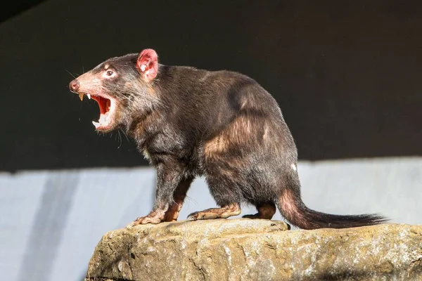 Detailní Záběr Tasmánského Ďábla Sarcophilus Harrisii Otevřenou Pusou Sydney Zoo — Stock fotografie