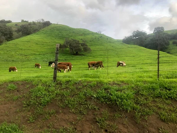Prado Verde Una Colina Vacas Pastando Bajo Cielo Sombrío —  Fotos de Stock