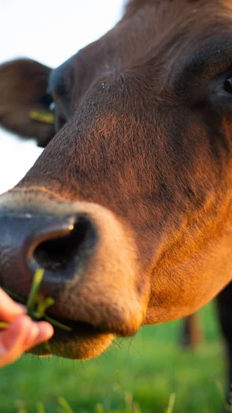 A closeup shot of a cow head