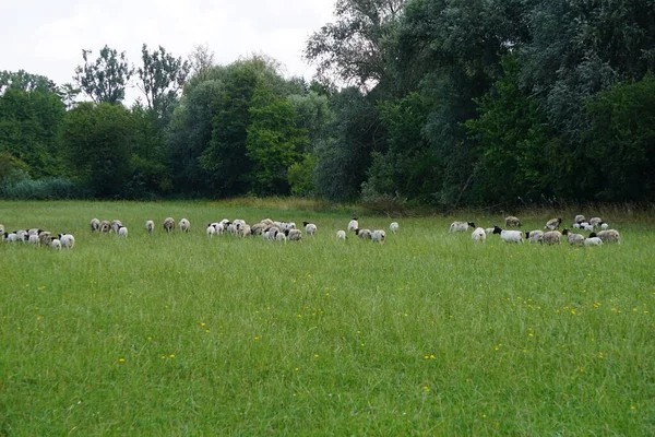 Sheep Grazing Field — Stock Photo, Image