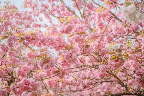 Uma Flor Alegre Sakura Primavera — Fotografia de Stock