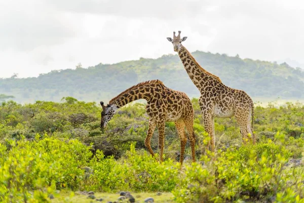 Uma Vista Girafas Bonitas Campo Com Árvores Verdes Dia Ensolarado — Fotografia de Stock