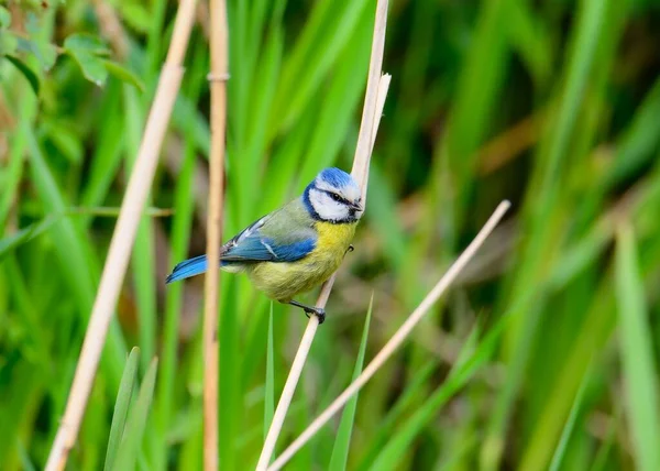 Closeup Cute Blue Tit Grass Field — Zdjęcie stockowe